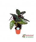 CALATHEA SANDERIANA M19