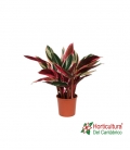 CALATHEA TRIOSTAR  M14