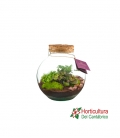 Terrario plantas verdes