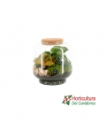 Terrario plantas
