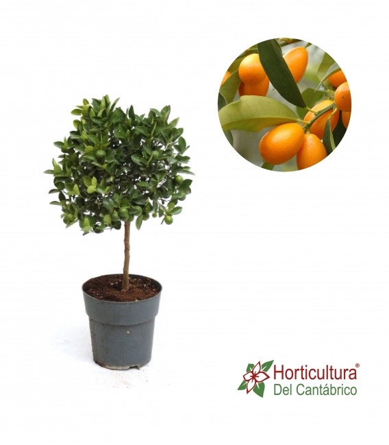 Planta de Kunquat