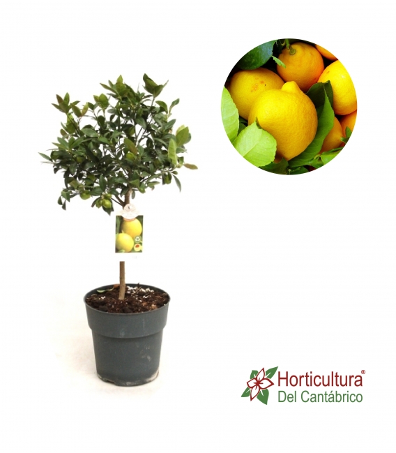Limonero citrico
