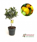 LEMON CITRUS 90 CM C23