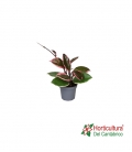 Hoya rosa