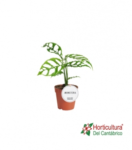 MONSTERA OBLI PERU M12