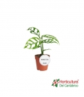 MONSTERA OBLI PERU M12