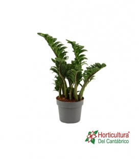ZAMIOCULCAS ZENZI M17