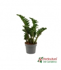 ZAMIOCULCAS ZENZI M17