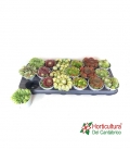 SEMPERVIVUM M9