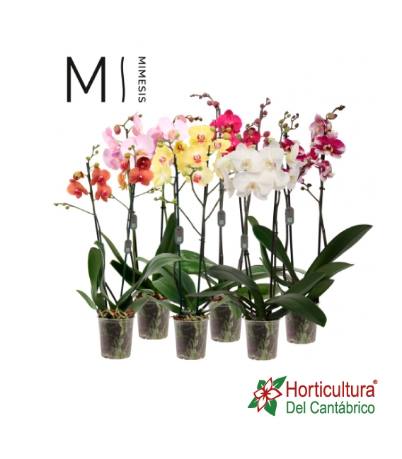 Orquidea phalaepnosis 80cm mimesis