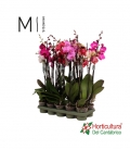 Orquidea phalaepnosis 80cm mimesis