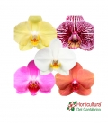 Orquidea phalaepnosis 80cm mimesis