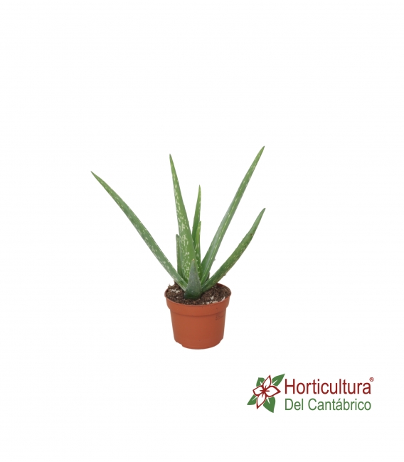 Planta de aloe vera