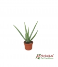 Planta de aloe vera