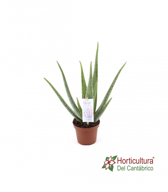 Planta de aloe vera