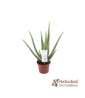Planta de aloe vera
