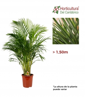 ARECA M24 (1,40m)