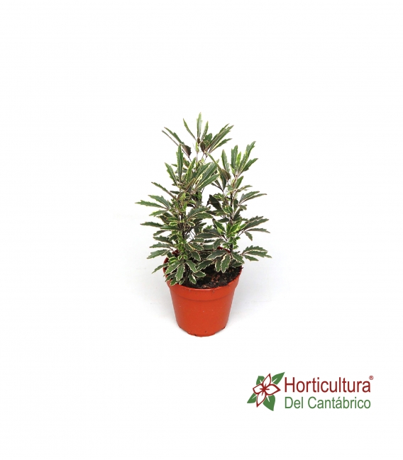 ARALIA ELEGANTISIMA BIANCA M12