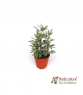 ARALIA ELEGANTISIMA BIANCA M12
