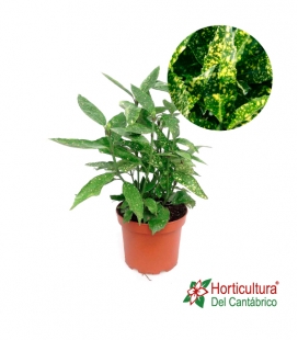 AUCUBA JAPONICA 7L