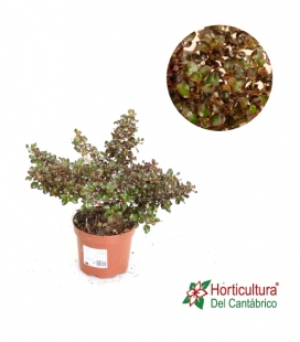 COPROSMA 2,5L