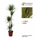 DRAC MARG M25 (2m)