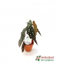 BEGONIA MACULATA M13