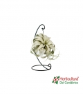 TILLANDSIA XEROGRAFICA