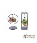 TILLANDSIA SOPORTE CARACOL