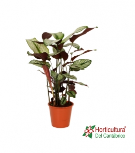 CALATHEA WHITESTAR M19