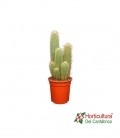 cactus grandes
