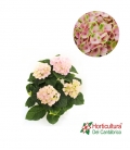 HORTENSIA MAGICAL ROSA M10,5