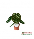 ANTHURIUM CRYSTALLINUM M17