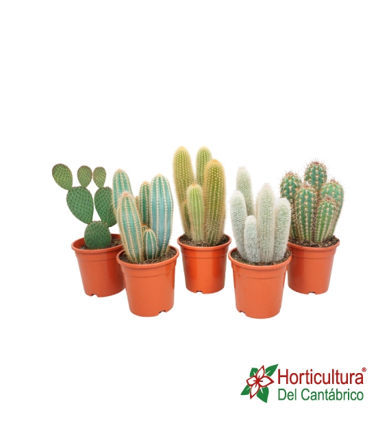 cactus grandes
