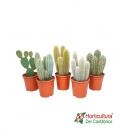 CACTUS M17