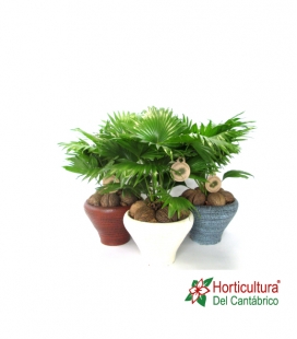 LIVISTONIA DECO GRA