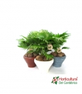 LIVISTONIA DECO GRA