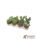 OPUNTIA M10,5