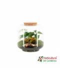 Terrario plantas