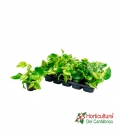 EPIPREMUN MARBLE QUEEN M12