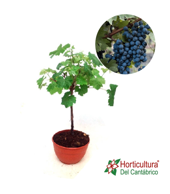 PRE BONSAI VITIS COPA M20