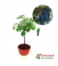 PRE BONSAI VITIS COPA M20