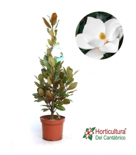 MAGNOLIA GRANDIFLORA 10L
