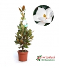 MAGNOLIA GRANDIFLORA 10L