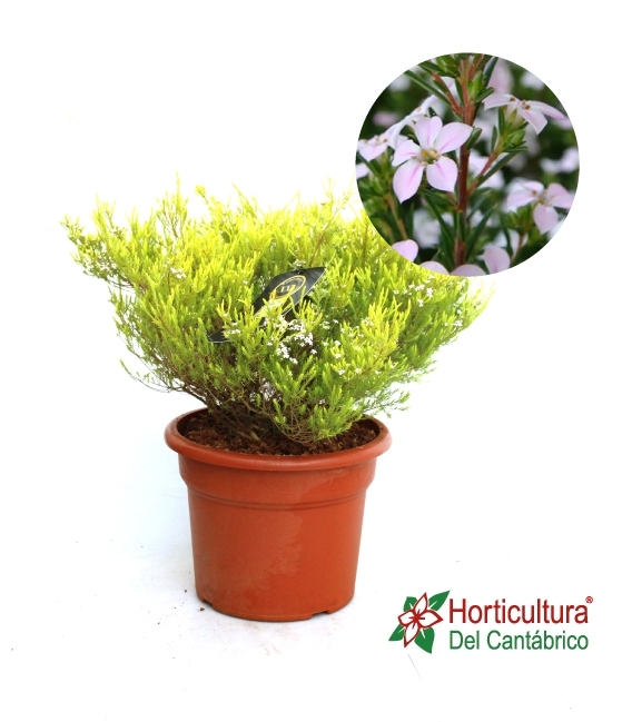 DIOSMA SUNSET GOLD 7,5L