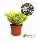 DIOSMA SUNSET GOLD 7,5L