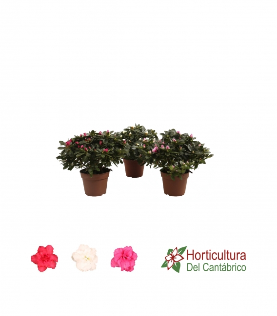 planta de azalea de colores