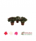 AZALEA M13 MIX
