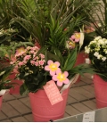 CUBO FLOWERS ROSA