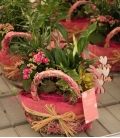 COMP CESTA ROSA GRANDE